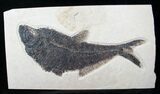 Diplomystus Fish Fossil - Wyoming #13094-1